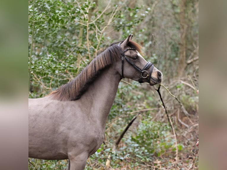 Galés B Yegua 6 años 131 cm Buckskin/Bayo in Heemskerk