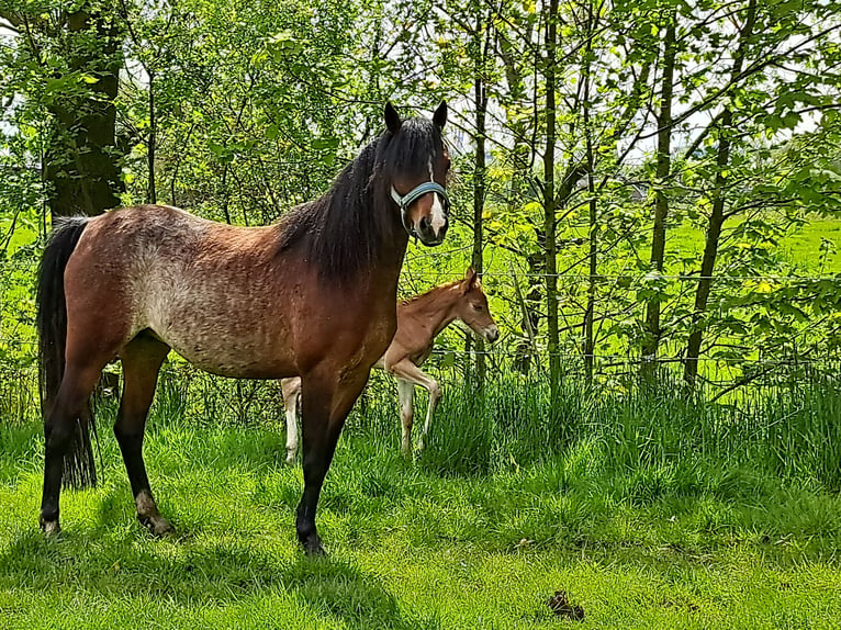 Galés B Yegua 6 años 135 cm Sabino in Geestland