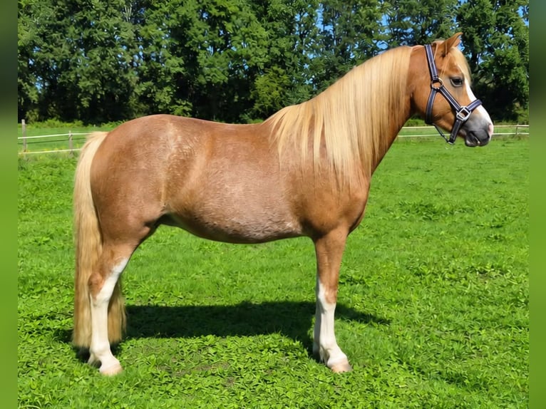 Galés B Yegua 7 años 121 cm Sabino in Hengelo