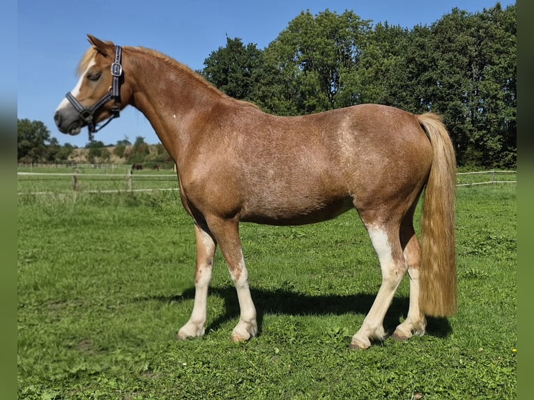 Galés B Yegua 7 años 121 cm Sabino in Hengelo
