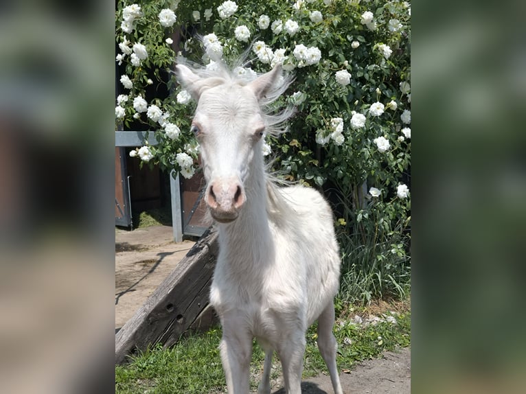 Galés B Yegua 7 años 122 cm Palomino in Zawada