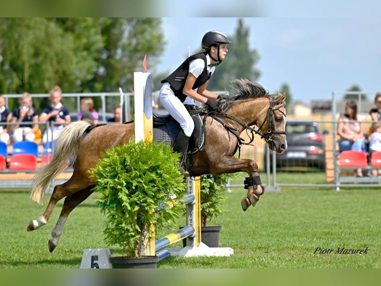 Galés B Yegua 7 años 124 cm Palomino in Wągrowiec