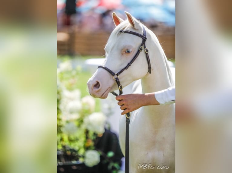 Galés B Yegua 7 años 125 cm Cremello in Zoelen