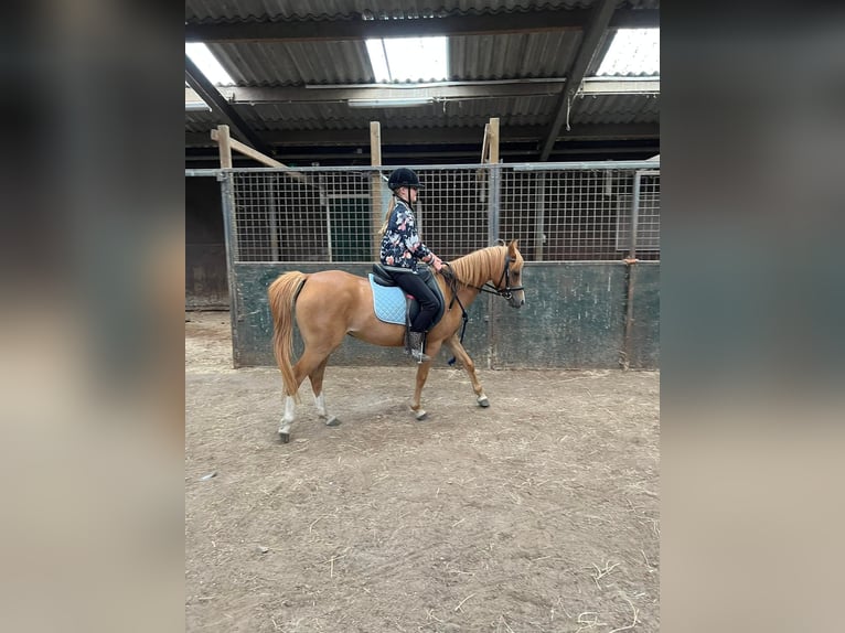 Galés B Yegua 7 años 127 cm Alazán in Lelystad
