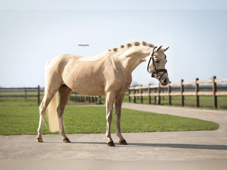 Galés B Yegua 7 años 127 cm Palomino in Oost West en Middelbeers