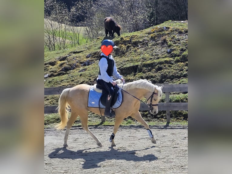 Galés B Yegua 7 años 128 cm Palomino in Kirchdorf in Tirol