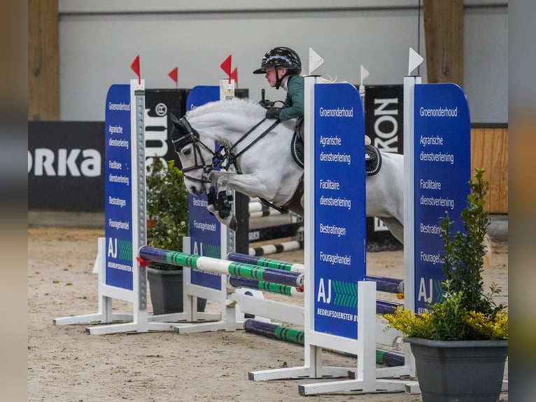 Galés B Yegua 8 años 121 cm Tordo rodado in Nieuw-Buinen