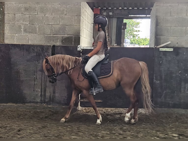 Galés B Yegua 8 años 128 cm Alazán-tostado in Grijpskerke