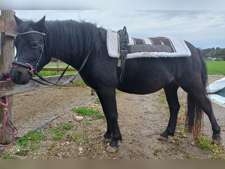 Galés B Mestizo Yegua 8 años 130 cm Morcillo in Timelkam