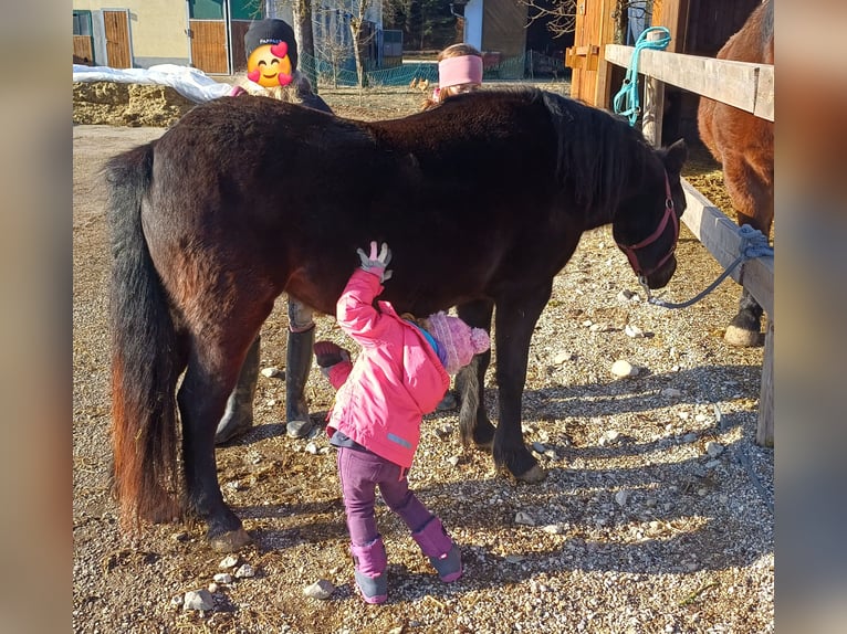 Galés B Mestizo Yegua 8 años 130 cm Morcillo in Timelkam