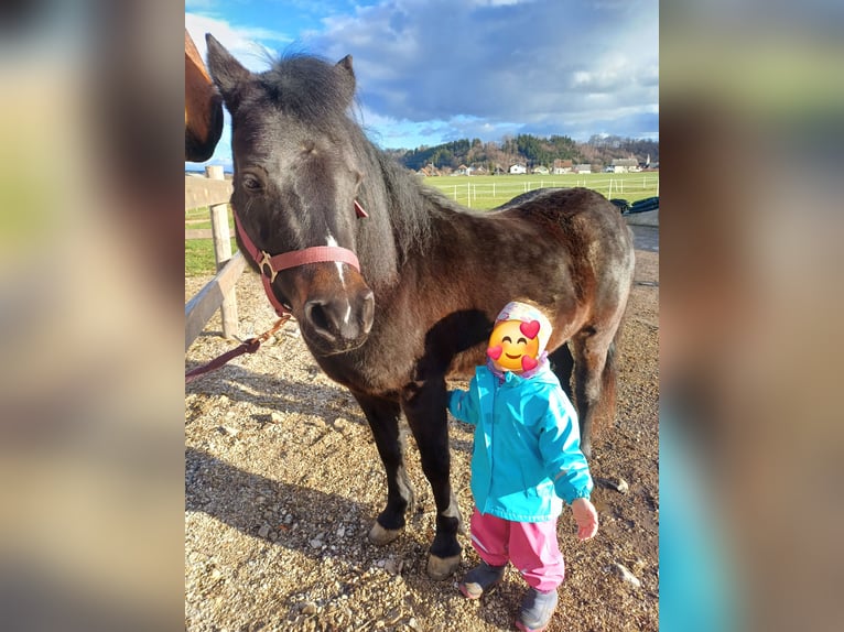 Galés B Mestizo Yegua 8 años 130 cm Morcillo in Timelkam