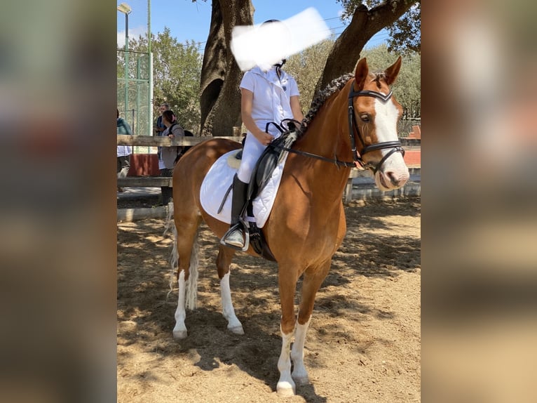 Galés B Yegua 8 años 134 cm Alazán in Cometa, La (Calpe) (Urbanizacion)