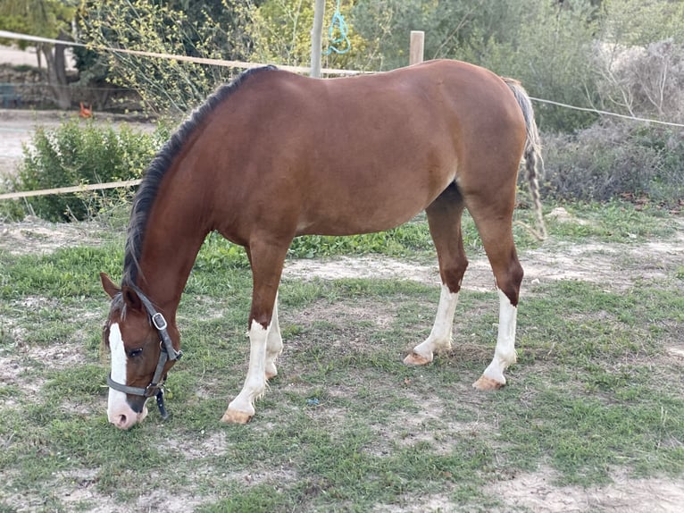 Galés B Yegua 8 años 135 cm Alazán in Cometa, La (Calpe) (Urbanizacion)