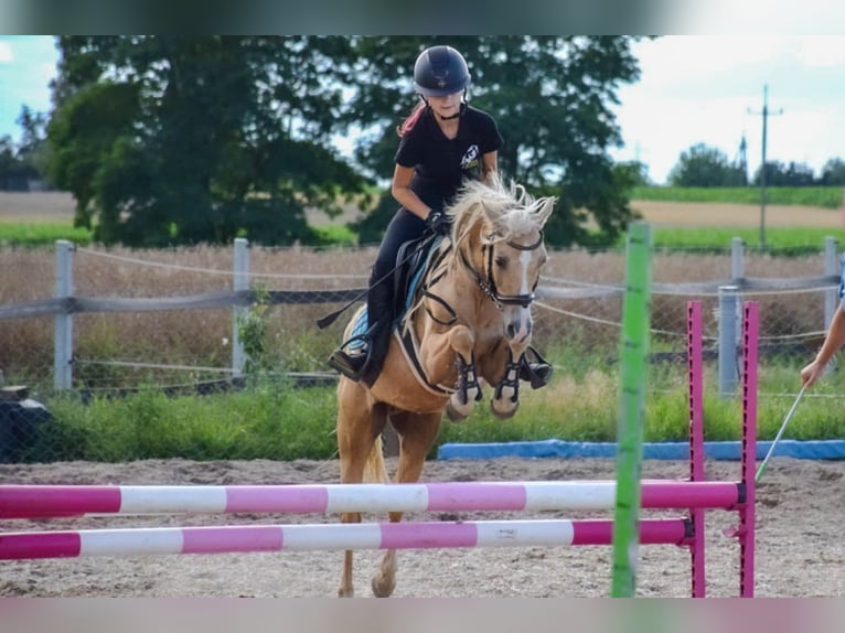 Galés B Yegua 9 años 134 cm Palomino in &#x17B;nin