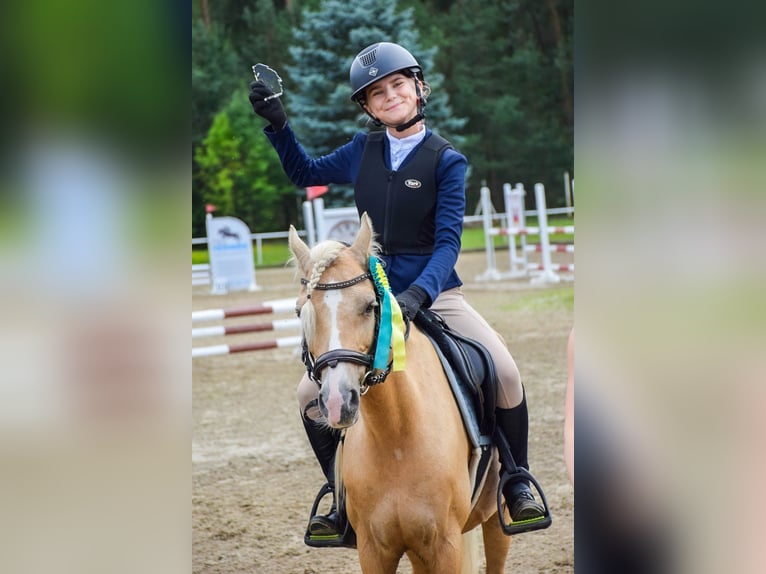 Galés B Yegua 9 años 134 cm Palomino in &#x17B;nin