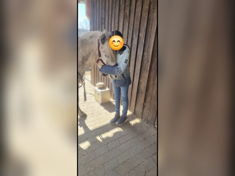 Galés B Mestizo Yegua 9 años 135 cm Tordo in Maisach