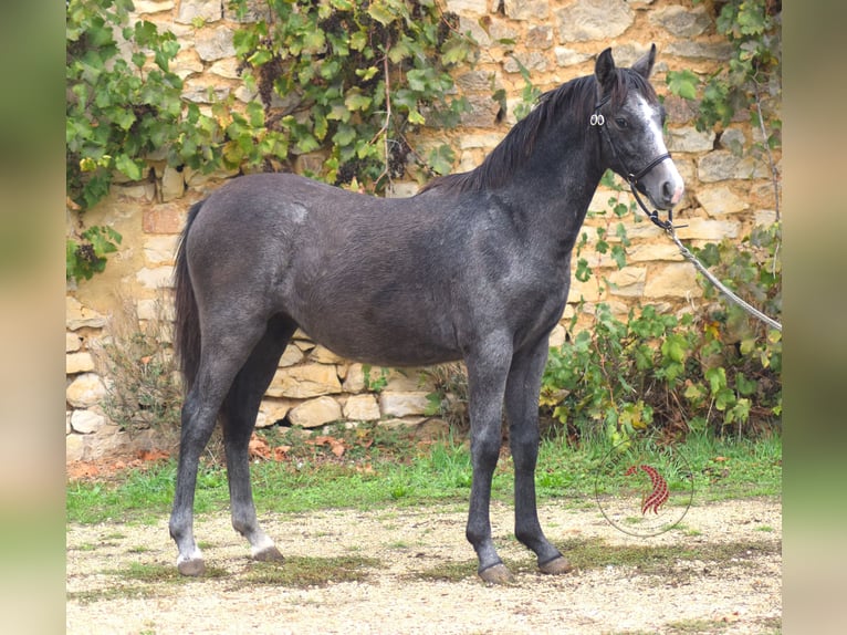 Galés B Yegua Potro (03/2026) 133 cm Tordo in la chapelle bâton