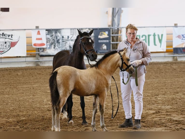 Galés B Yegua Potro (06/2026) 135 cm Buckskin/Bayo in Köckritz