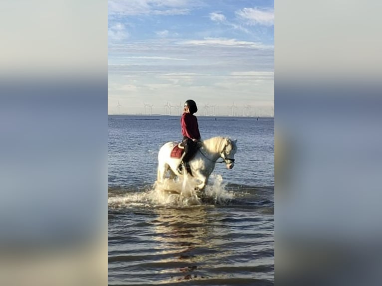 Galés-C Mestizo Caballo castrado 10 años 126 cm Tordo in Krummhörn