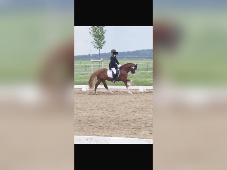 Galés-C Caballo castrado 10 años 140 cm Alazán in Aschaffenburg