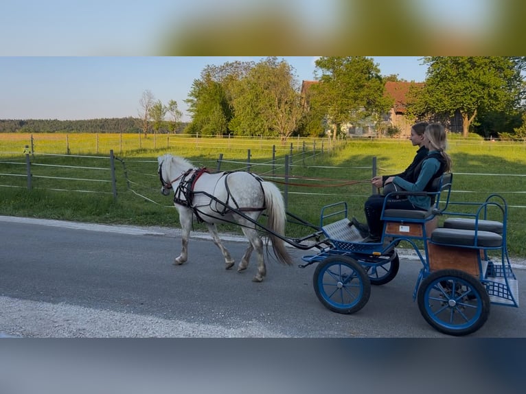 Galés-C Caballo castrado 11 años 135 cm Tordo rodado in Helpfau Uttendorf