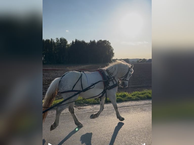 Galés-C Caballo castrado 11 años 135 cm Tordo rodado in Helpfau Uttendorf