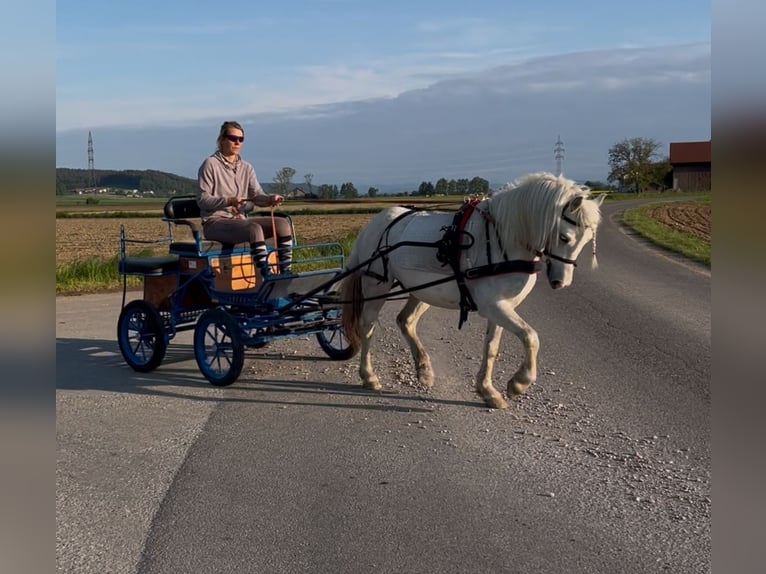 Galés-C Caballo castrado 11 años 135 cm Tordo rodado in Helpfau Uttendorf