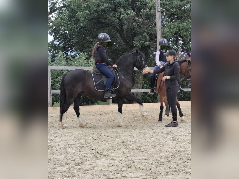 Galés-C Caballo castrado 12 años 127 cm Negro in Schönherrn