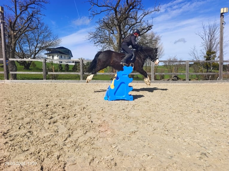 Galés-C Caballo castrado 12 años 127 cm Negro in Schönherrn
