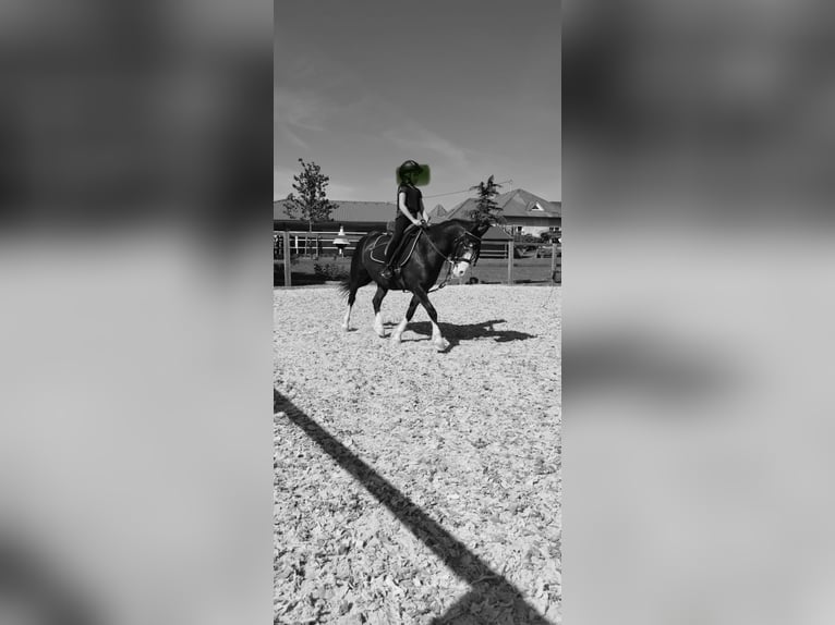Galés-C Caballo castrado 12 años 127 cm Negro in Schönherrn