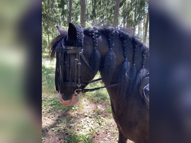 Galés-C Caballo castrado 12 años 127 cm Negro in Schönherrn