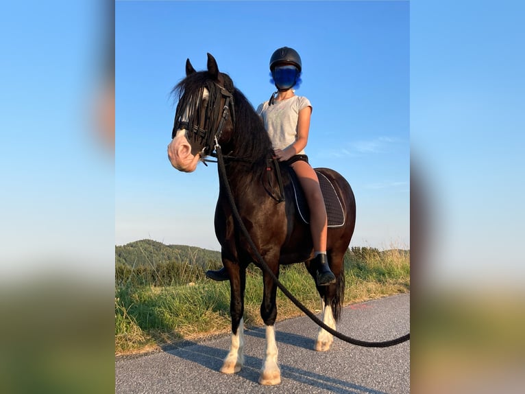 Galés-C Caballo castrado 12 años 127 cm Negro in Schönherrn