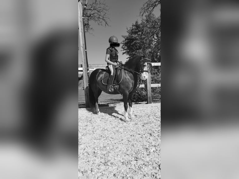 Galés-C Caballo castrado 12 años 127 cm Negro in Schönherrn