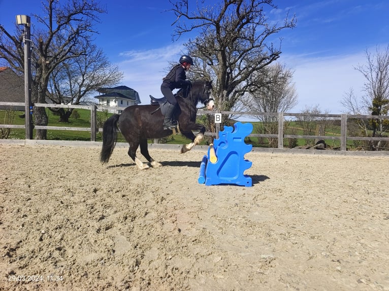 Galés-C Caballo castrado 12 años 127 cm Negro in Schönherrn
