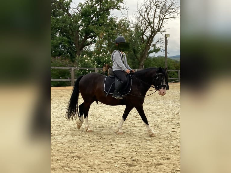 Galés-C Caballo castrado 12 años 127 cm Negro in Schönherrn