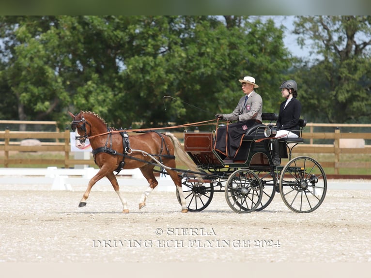 Galés-C Caballo castrado 12 años 132 cm Alazán in Rawicz