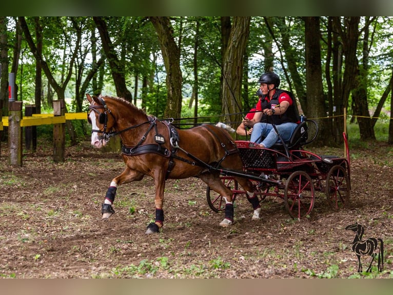 Galés-C Caballo castrado 12 años 132 cm Alazán in Rawicz