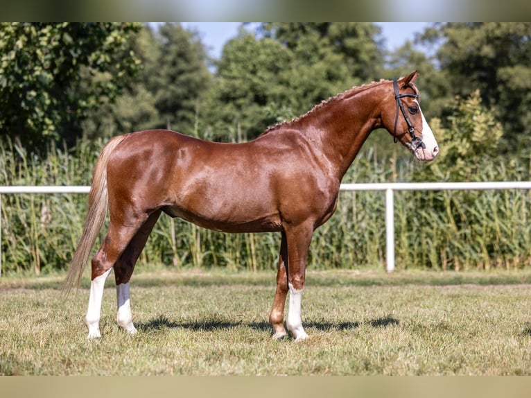 Galés-C Caballo castrado 12 años 132 cm Alazán in Rawicz