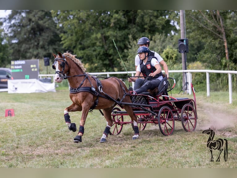 Galés-C Caballo castrado 12 años 132 cm Alazán in Rawicz