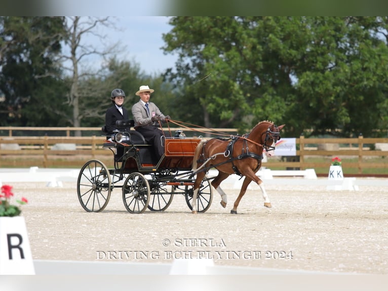 Galés-C Caballo castrado 12 años 132 cm Alazán in Rawicz