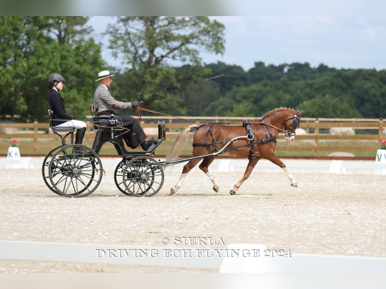 Galés-C Caballo castrado 12 años 132 cm Alazán in Rawicz