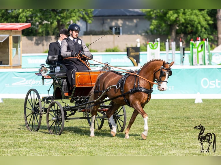 Galés-C Caballo castrado 12 años 132 cm Alazán in Rawicz