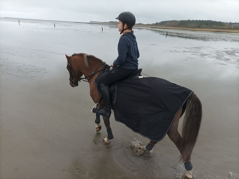 Galés-C Caballo castrado 12 años Alazán-tostado in Lingen