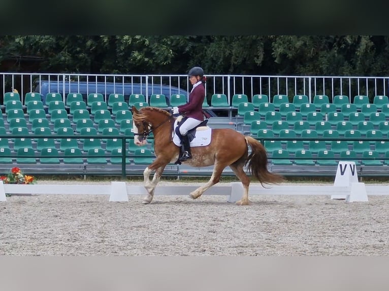 Galés-C Caballo castrado 13 años 134 cm Ruano alazán in Los Angeles