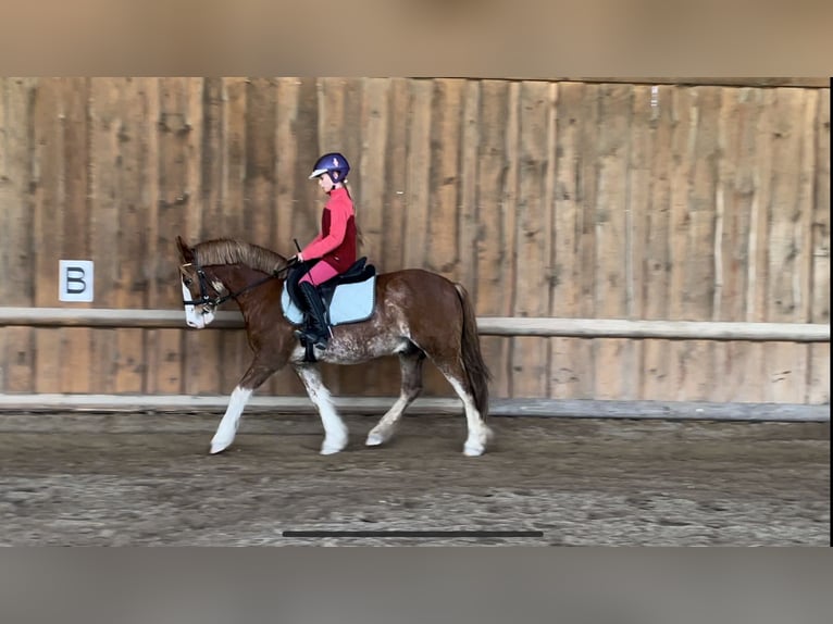 Galés-C Caballo castrado 13 años 134 cm Ruano alazán in Los Angeles