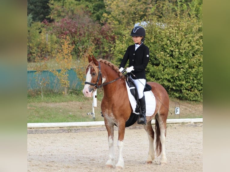 Galés-C Caballo castrado 13 años 134 cm Ruano alazán in Los Angeles