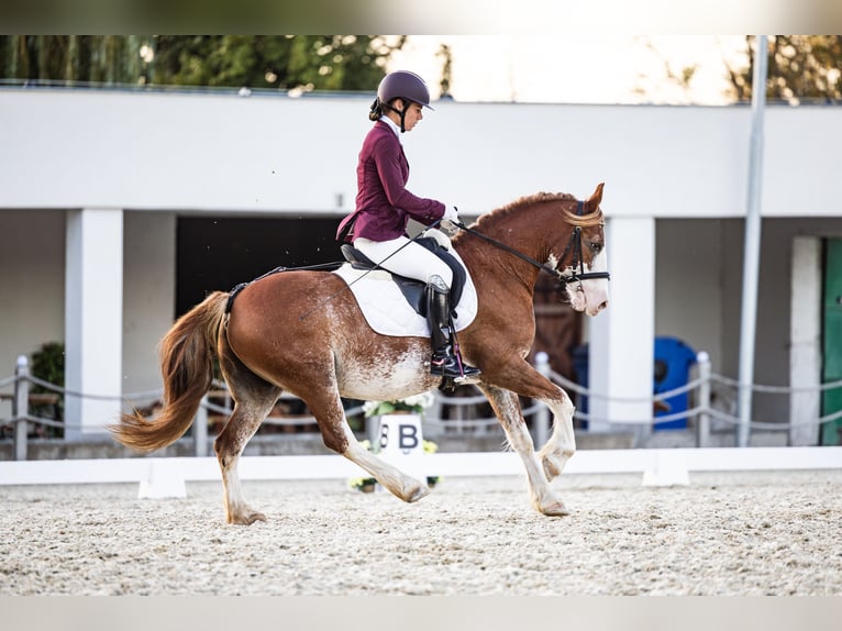 Galés-C Caballo castrado 13 años 134 cm Ruano alazán in Los Angeles