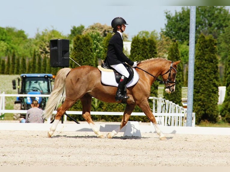 Galés-C Caballo castrado 13 años 135 cm Alazán in Siemianowice &#x15A;l&#x105;skie