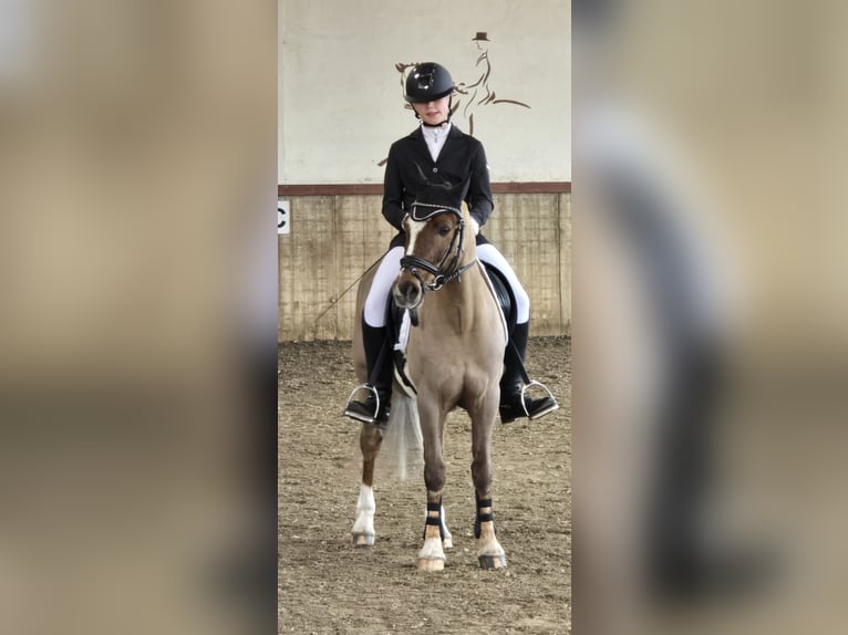 Galés-C Caballo castrado 13 años 140 cm Alazán-tostado in Lingen