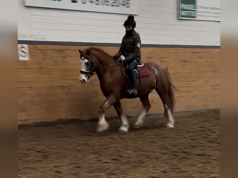 Galés-C Caballo castrado 13 años 145 cm Alazán-tostado in Heide